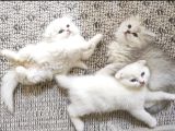 2 Aylik Ci̇ns Kedi̇ler Ankara Mamak