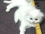 2 Aylik Ci̇ns Kedi̇ler Ankara Mamak