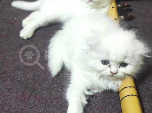 2 Aylik Ci̇ns Kedi̇ler Ankara Mamak görsel