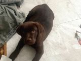 2 Aylık Çikolata Rengi Labrador Dişi