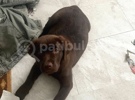 2 Aylık Çikolata Rengi Labrador Dişi görsel