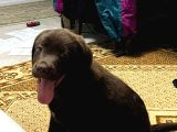 2 aylık çikolata rengi labrador dişi