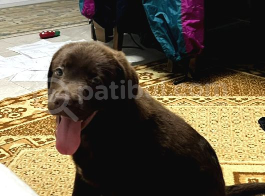 2 Aylık Çikolata Rengi Labrador Dişi