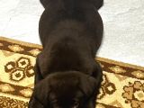 2 Aylık Çikolata Rengi Labrador Dişi