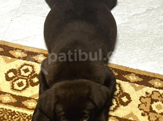 2 Aylık Çikolata Rengi Labrador Dişi görsel