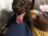 2 Aylık Çikolata Rengi Labrador Dişi