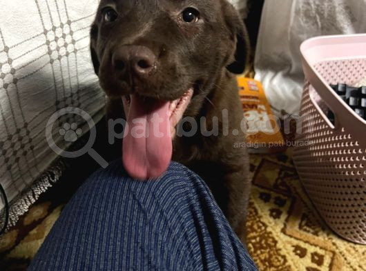 2 Aylık Çikolata Rengi Labrador Dişi görsel