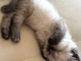 British Short Hair Blue Point Erkek