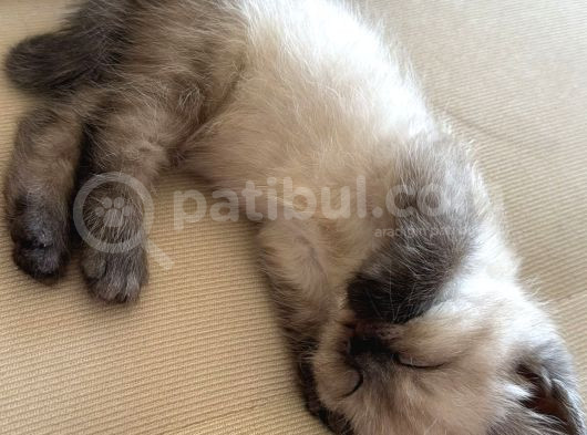 British Short Hair Blue Point Erkek görsel
