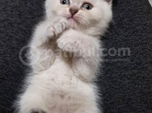 Güzel Kizlarim Bri̇ti̇sh 3 Di̇şi̇ Bebek görsel
