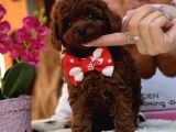Dark Red Kore Poodle Erkek