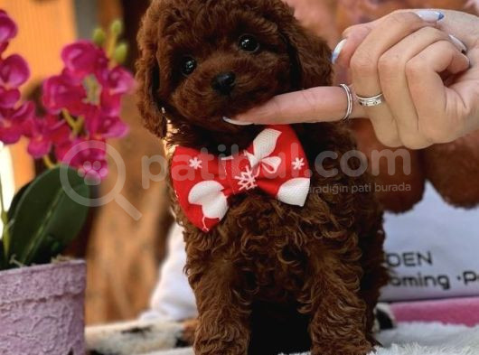 Dark Red Kore Poodle Erkek