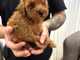 Toy Poodle Bebekler
