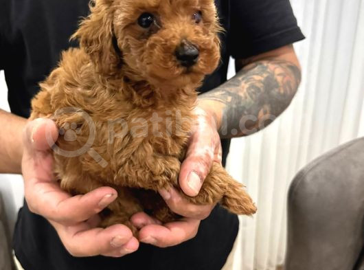 Toy Poodle Bebekler görsel