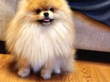 11 Aylık Efsanee Erkek Pomeranian