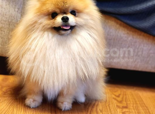 11 Aylık Efsanee Erkek Pomeranian görsel