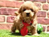 Oyuncu Ve Sosyal Maltipoo Bebekler
