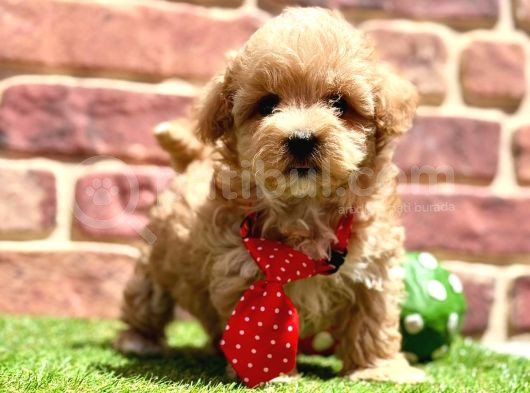 Oyuncu Ve Sosyal Maltipoo Bebekler görsel