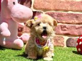 Çok Tatlı Çok Oyuncu Maltipoo Yavrular