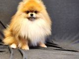 11 Aylık Efsanee Erkek Pomeranian