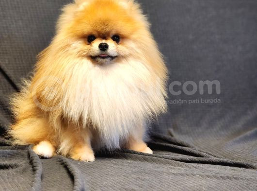11 Aylık Efsanee Erkek Pomeranian görsel