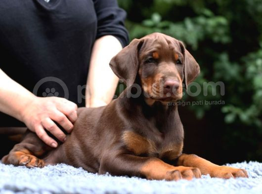 En Kali̇teli̇si̇ Bi̇zde Var Ki̇ng Si̇ze Doberman görsel