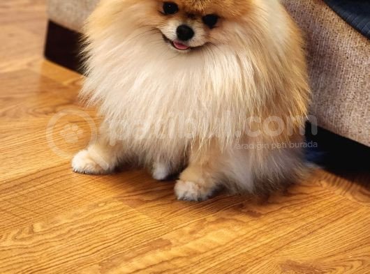 11 Aylık Efsanee Erkek Pomeranian görsel