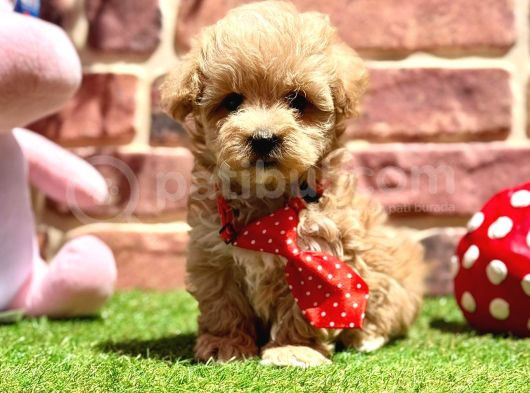 Oyuncu Ve Sosyal Maltipoo Bebekler görsel
