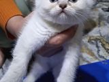 Güzel Kizlarim Bri̇ti̇sh 3 Di̇şi̇ Bebek