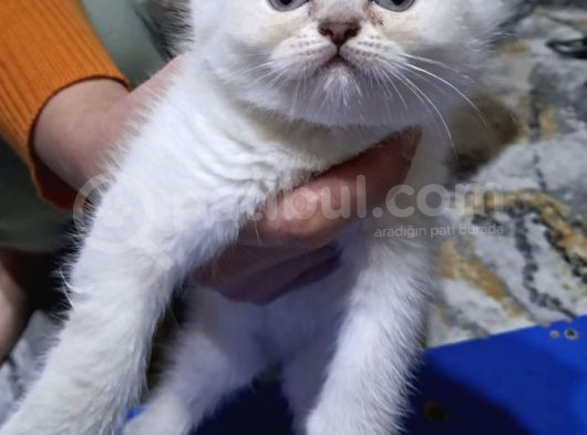Güzel Kizlarim Bri̇ti̇sh 3 Di̇şi̇ Bebek görsel