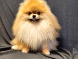 11 Aylık Efsanee Erkek Pomeranian