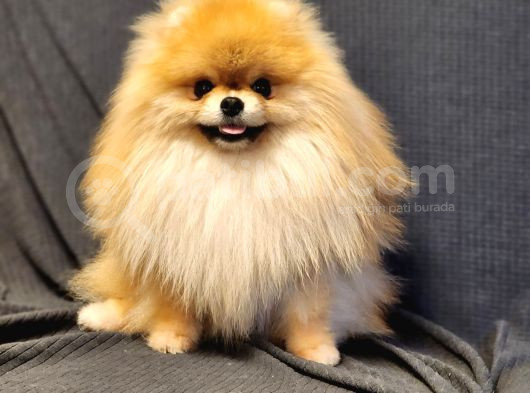 11 Aylık Efsanee Erkek Pomeranian