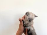 British Short Hair Blue Point Erkek
