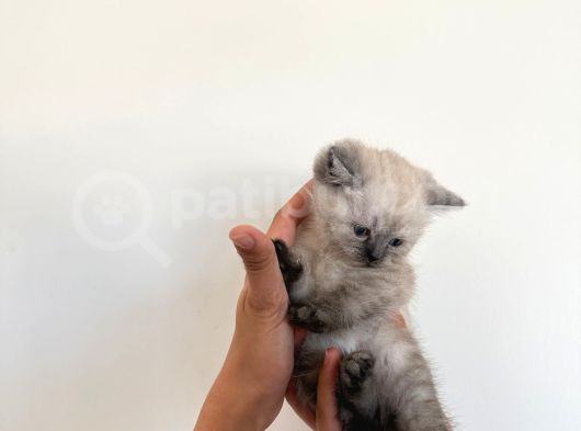 British Short Hair Blue Point Erkek görsel