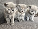 Yavru British Shorthair