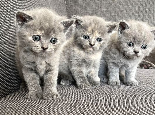 Yavru British Shorthair görsel