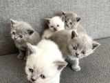 Yavru British Shorthair
