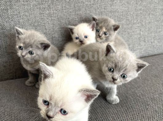 Yavru British Shorthair görsel