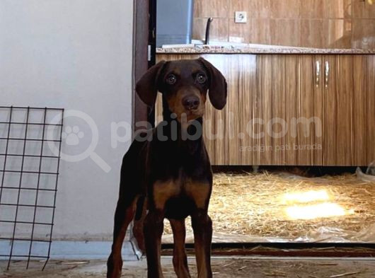 Kaliteli Kızıl Doberman İstanbul Elden Teslim Olur 132 Günlk görsel