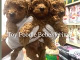 Toy Poodle Ve Korean Poodle Yavrularımız Teslime Hazır