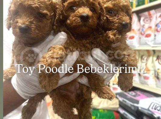 Toy Poodle Ve Korean Poodle Yavrularımız Teslime Hazır görsel