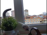 Sağlıklı Kendi Kendimizin Orjinal Pamuk Yavruları