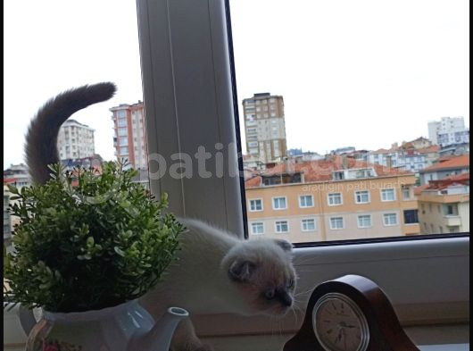 Sağlıklı Kendi Kendimizin Orjinal Pamuk Yavruları görsel