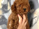 Evinize Neşe Katıcak Poodle Bebekler