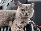 British Shorthair