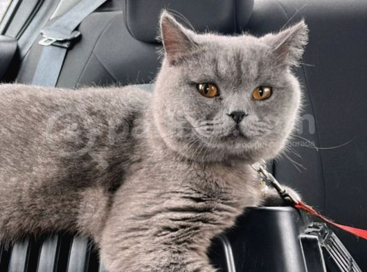 British Shorthair görsel