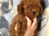 Evinize Neşe Katıcak Poodle Bebekler