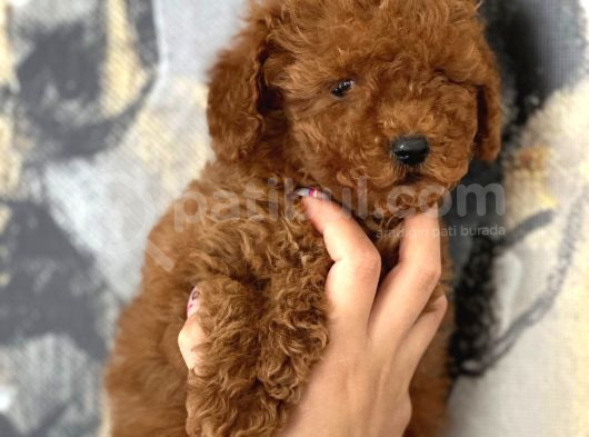 Evinize Neşe Katıcak Poodle Bebekler görsel