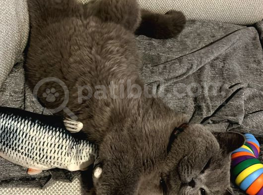 British Shorthair görsel