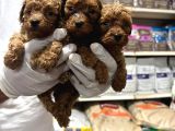 Toy Poodle Ve Korean Poodle Yavrularımız Teslime Hazır